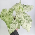Alocasia macrorrhiza Splash