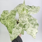 Alocasia macrorrhiza Splash