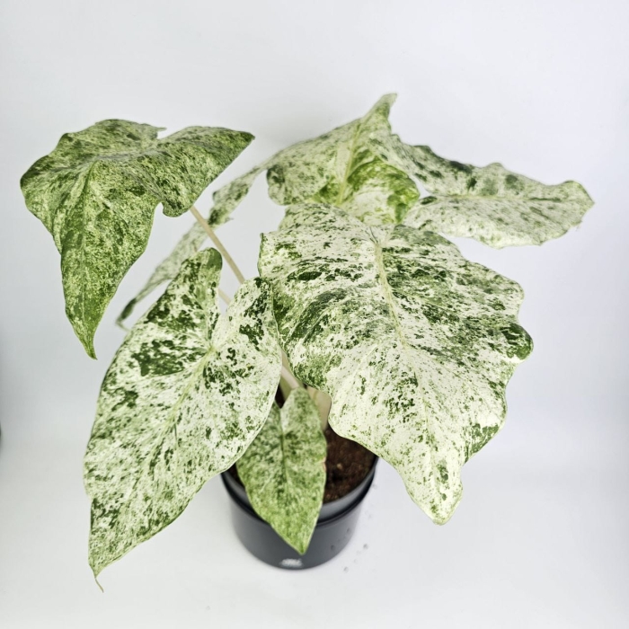 Alocasia macrorrhiza Splash