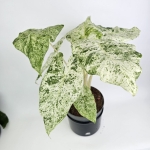 Alocasia macrorrhiza Splash