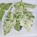 Alocasia macrorrhiza Splash