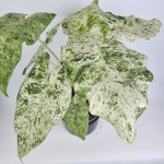 Alocasia macrorrhiza Splash