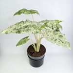 Alocasia macrorrhiza Splash