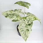 Alocasia macrorrhiza Splash