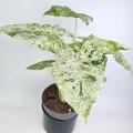 Alocasia macrorrhiza Splash