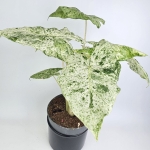 Alocasia macrorrhiza Splash
