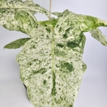 Alocasia macrorrhiza Splash
