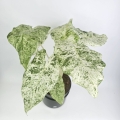 Alocasia macrorrhiza Splash