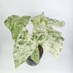 Alocasia macrorrhiza Splash