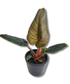 Philodendron squamicaule Red