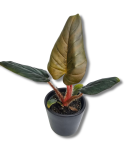 Philodendron squamicaule Red