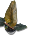 Philodendron squamicaule Red