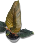 Philodendron squamicaule Red