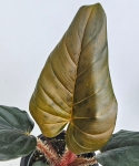Philodendron squamicaule Red