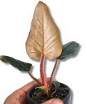 Philodendron squamicaule Red