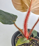 Philodendron squamicaule Red