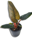 Philodendron squamicaule Red