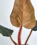 Philodendron squamicaule Red