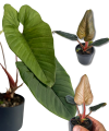 Philodendron squamicaule Red
