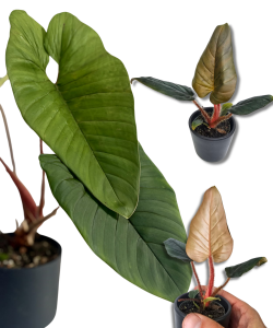 Philodendron Jose Buono - S  (1) (1)