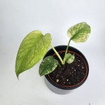 Monstera deliciosa Mint