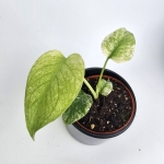 Monstera deliciosa Mint