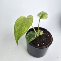 Monstera deliciosa Mint