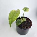 Monstera deliciosa Mint
