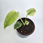 Monstera deliciosa Mint