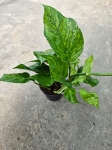 Epipremnum Marble Green / Jungle Star - starsza roślina