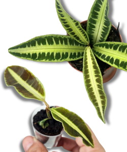 Labisia sp. Jabi