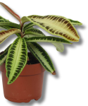 Labisia sp. Jabi starsza roślina