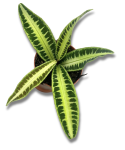 Labisia sp. Jabi starsza roślina