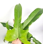 Philodendron Jerry Horne matecznik