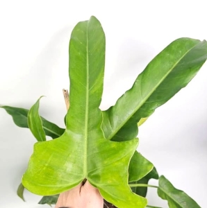 Philodendron Jerry Horne sadzonki cięte 1 listne