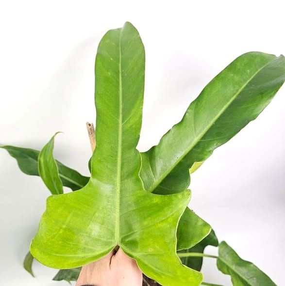 Philodendron Jerry Horne matecznik
