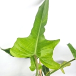Philodendron Jerry Horne matecznik
