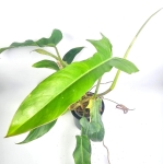 Philodendron Jerry Horne matecznik