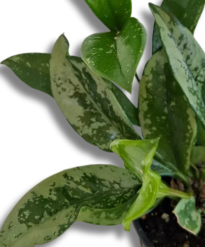 Hoya Silver Moon starsza roślina