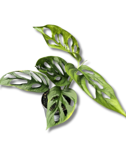 Monstera Cenepa - cięty węzeł
