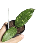 Hoya sp. Aceh