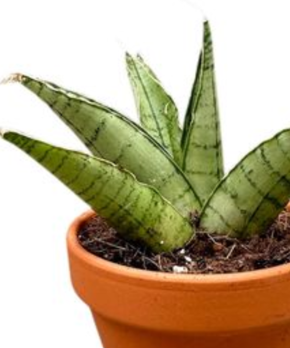 Sansevieria Himalayan starsza roślina