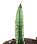 Sansevieria Himalayan