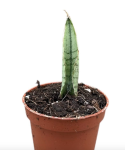 Sansevieria Himalayan