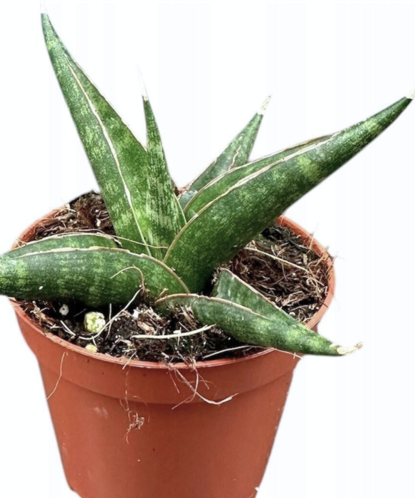 Sansevieria Prabu starsza roślina