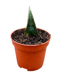 Sansevieria Prabu