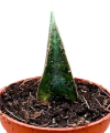 Sansevieria Prabu