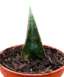 Sansevieria Prabu