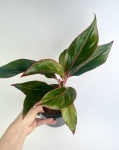 Aglaonema King of Siam