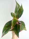Aglaonema King of Siam